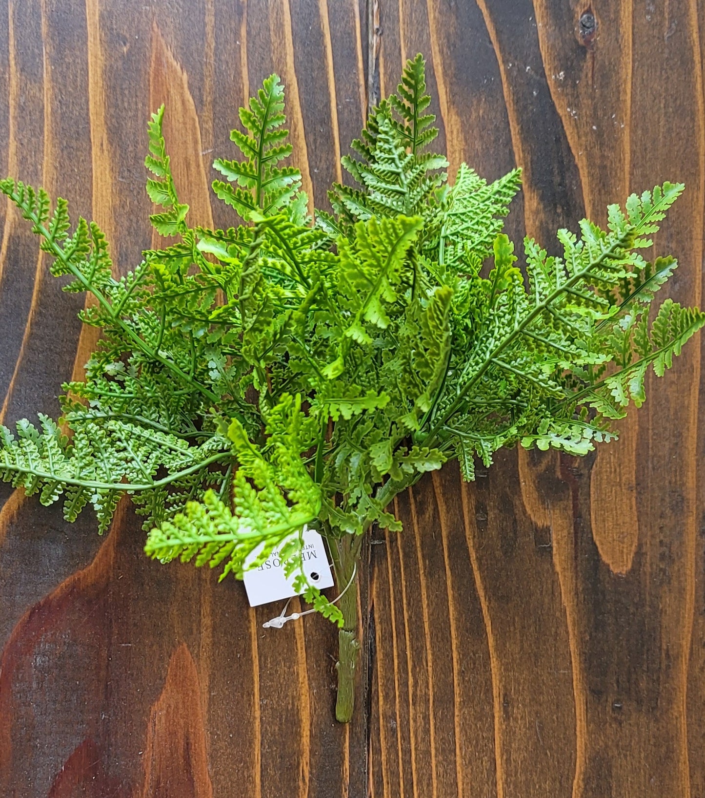 Small Fern Bush