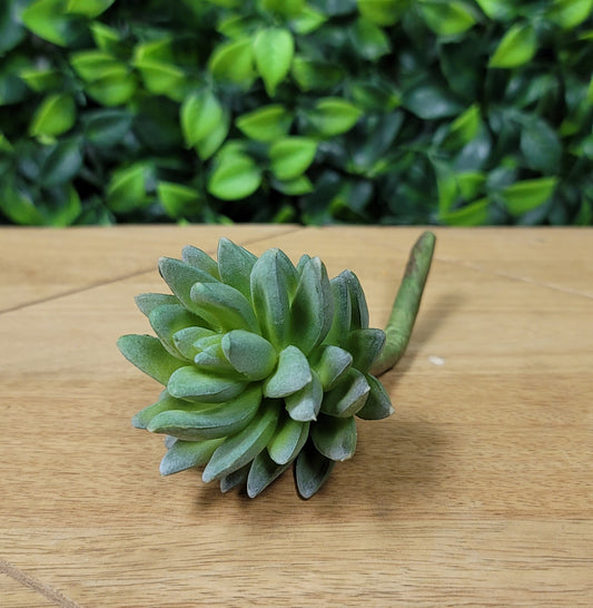 Succulent Stem