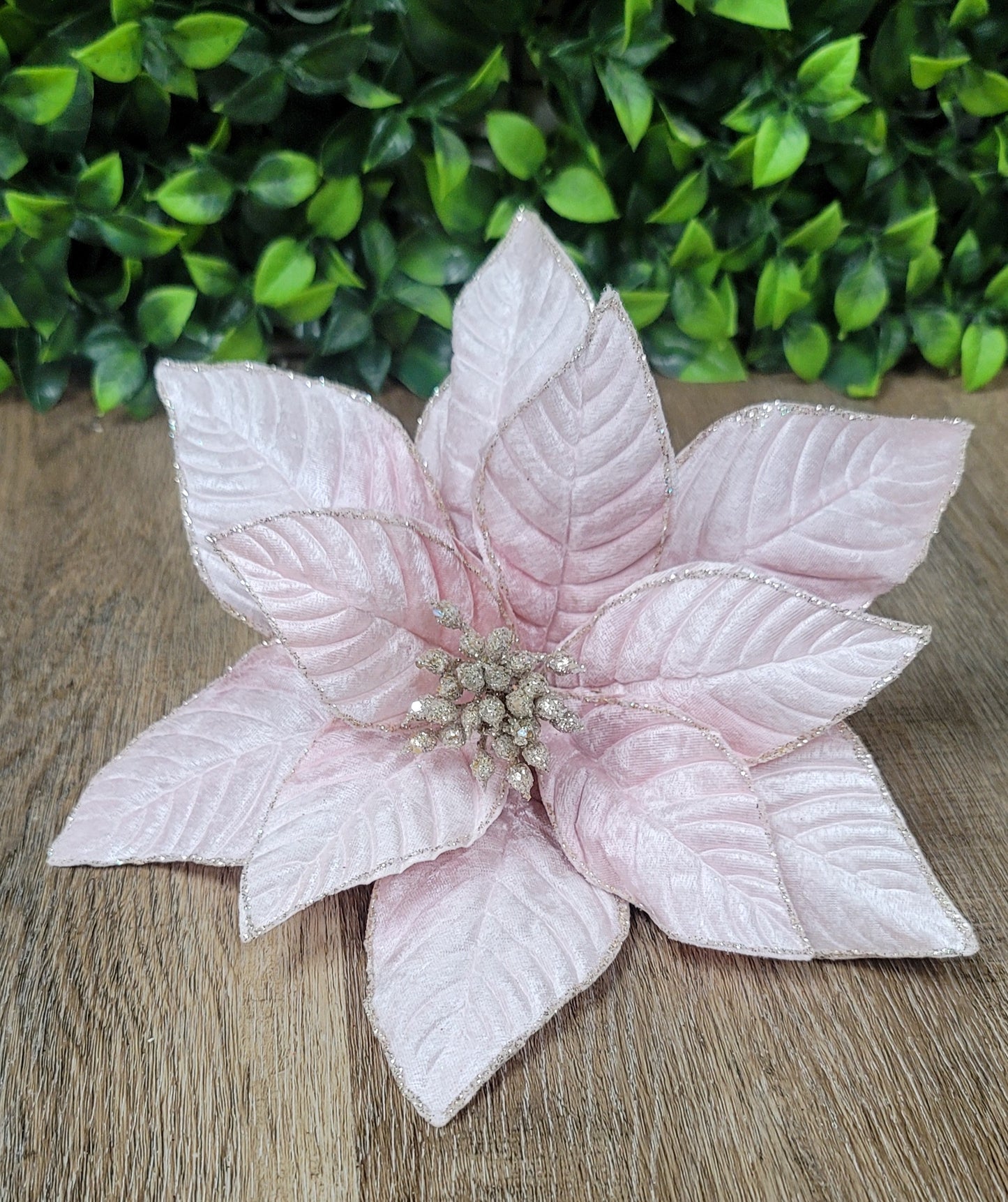 Pink Poinsettia