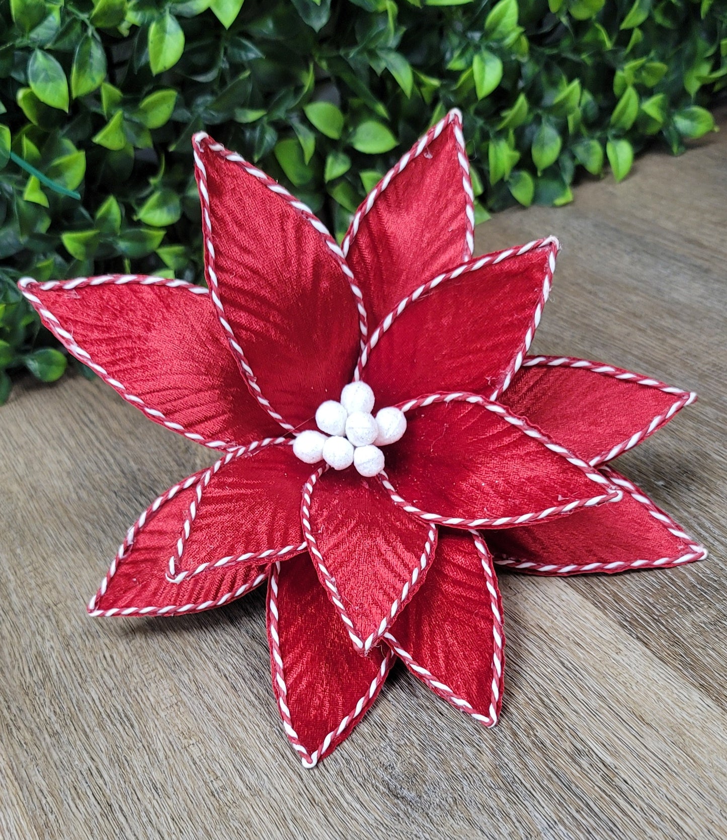 Red Poinsettia (red/white trim)