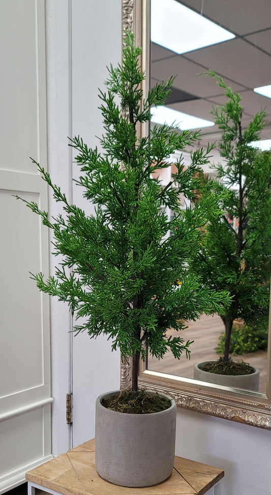 Potted Cedar Tree