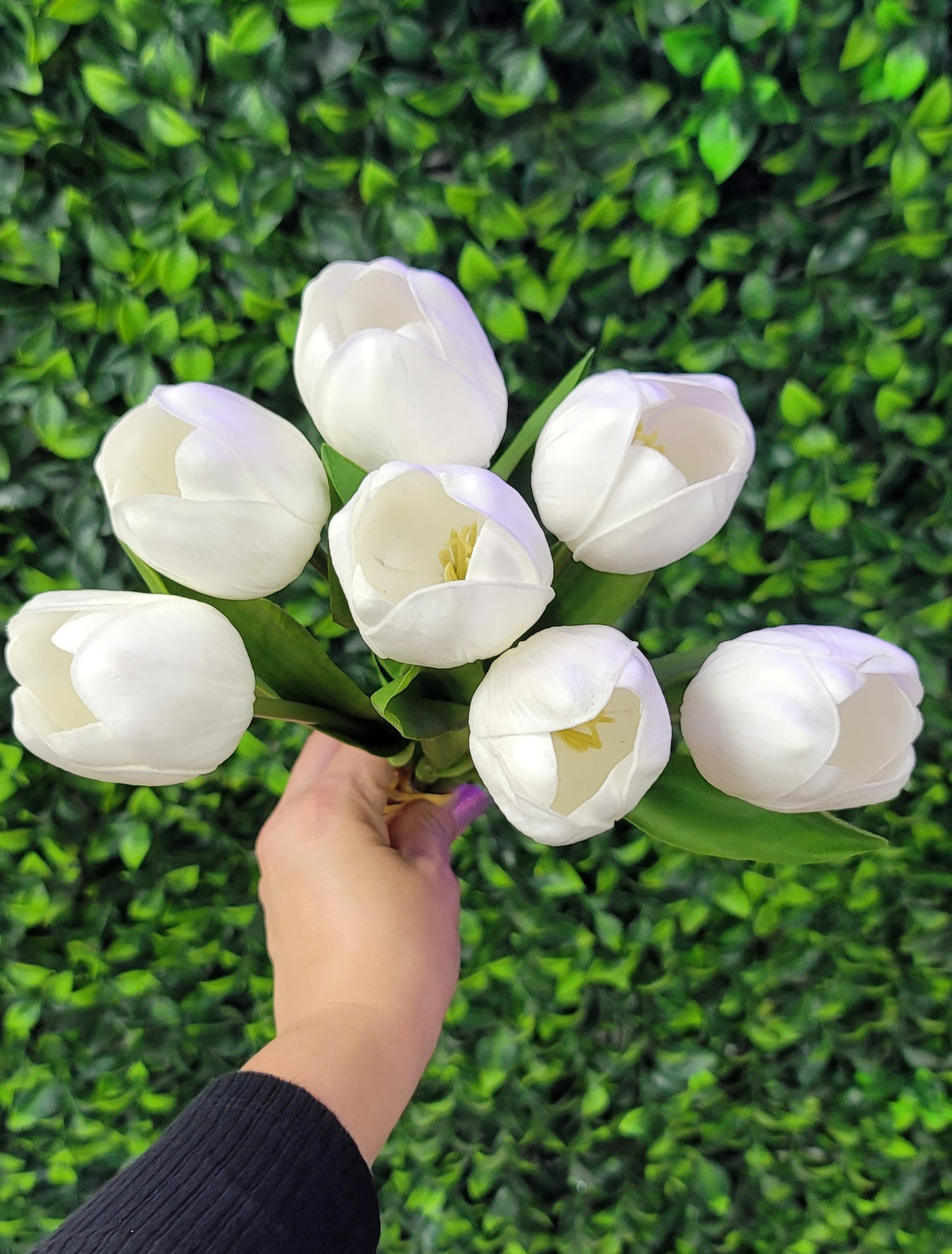 White Tulip