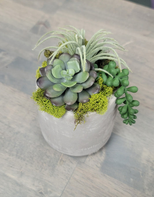 Succulent Arrangement