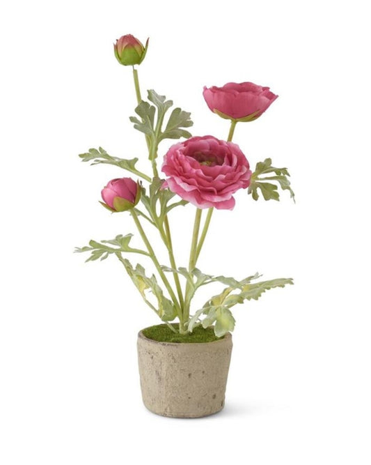 Pink Ranunculus