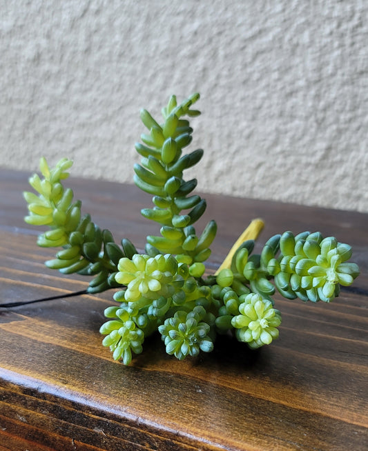 Succulent Bush