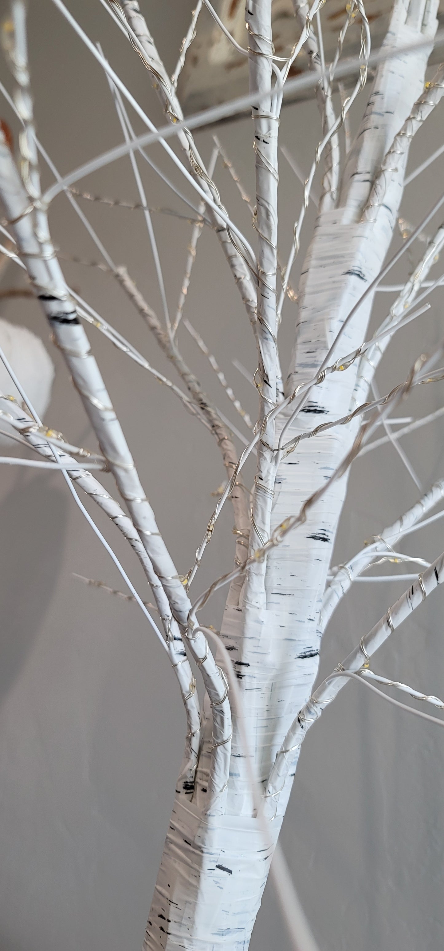 Birch Tree