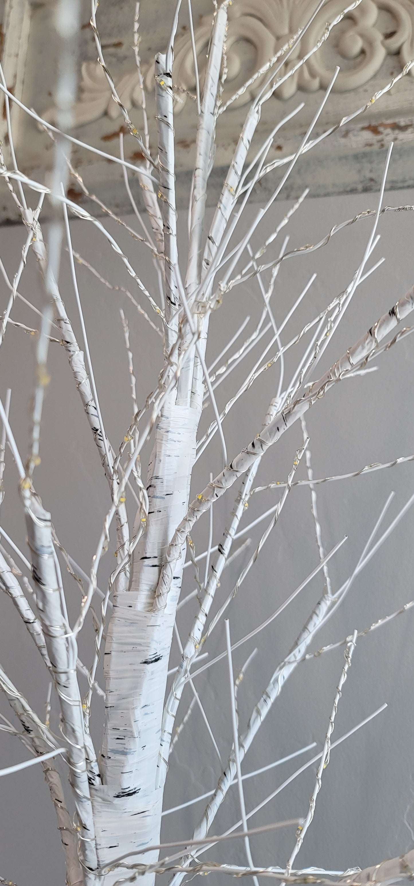 Birch Tree