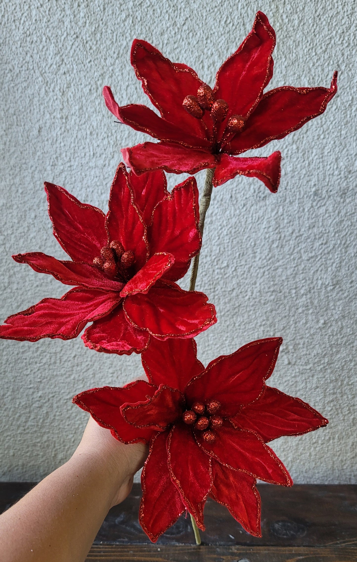 Red Poinsettia