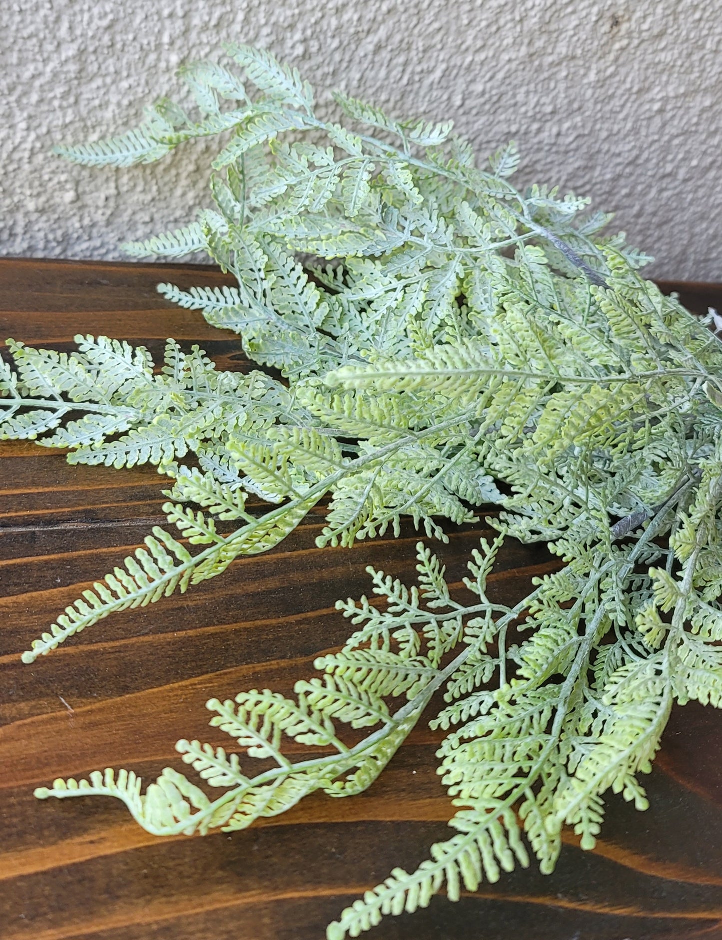 Fern Bush