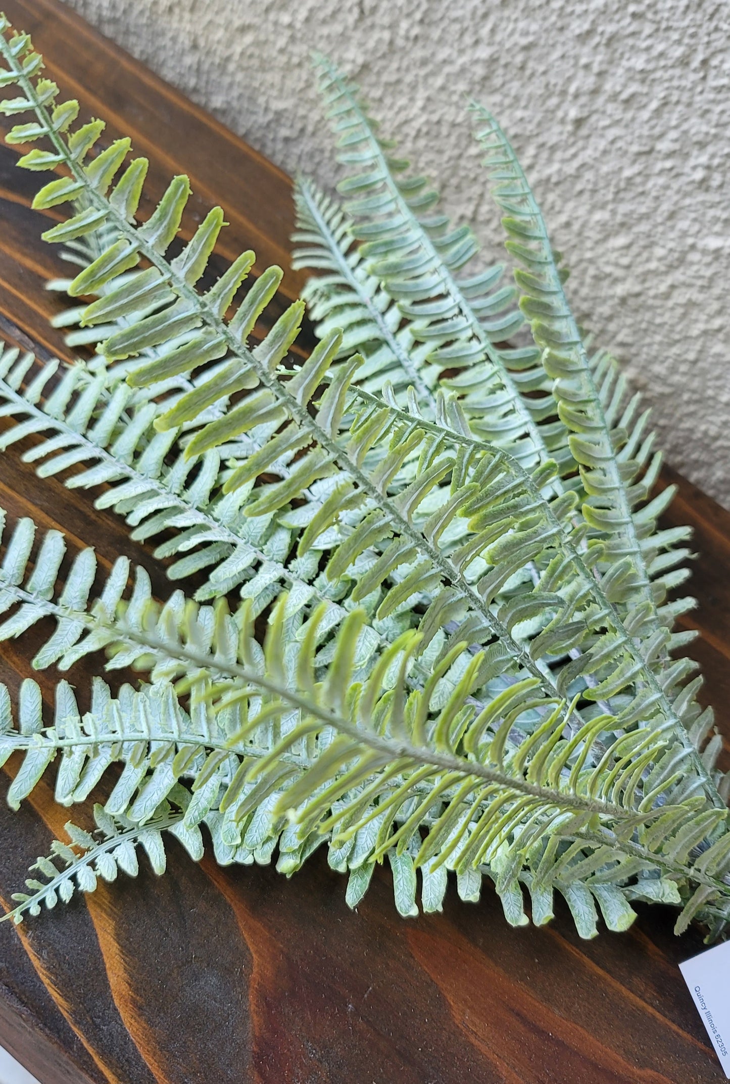 Fern Bush