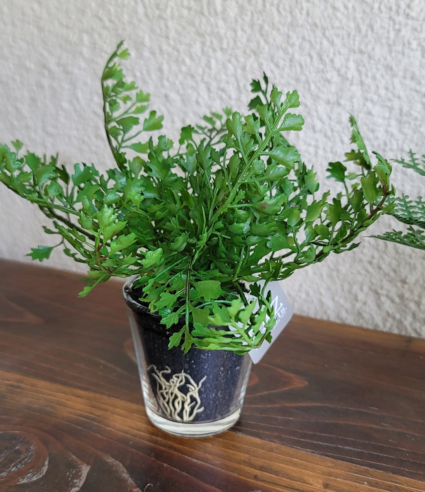 Potted Fern