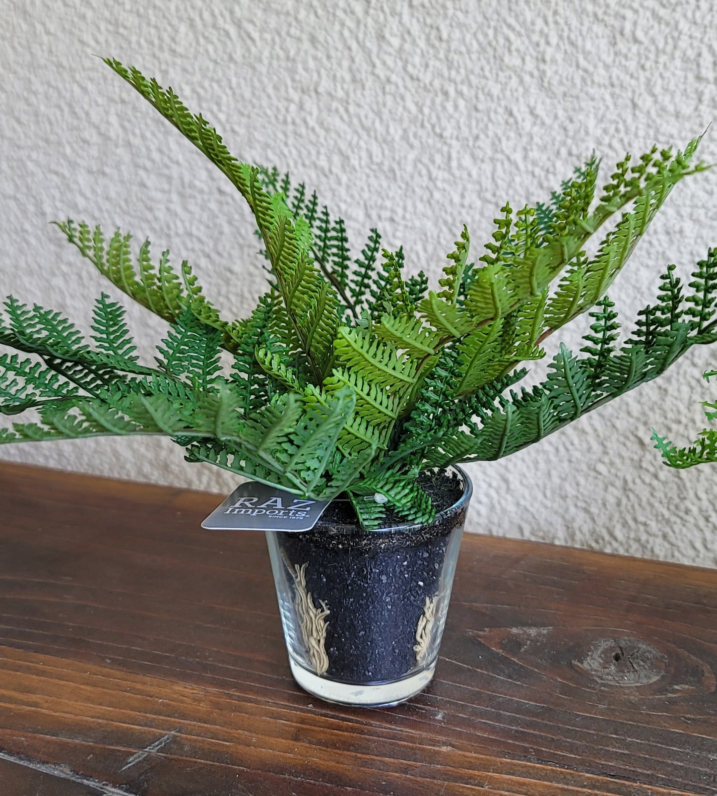 Potted Fern