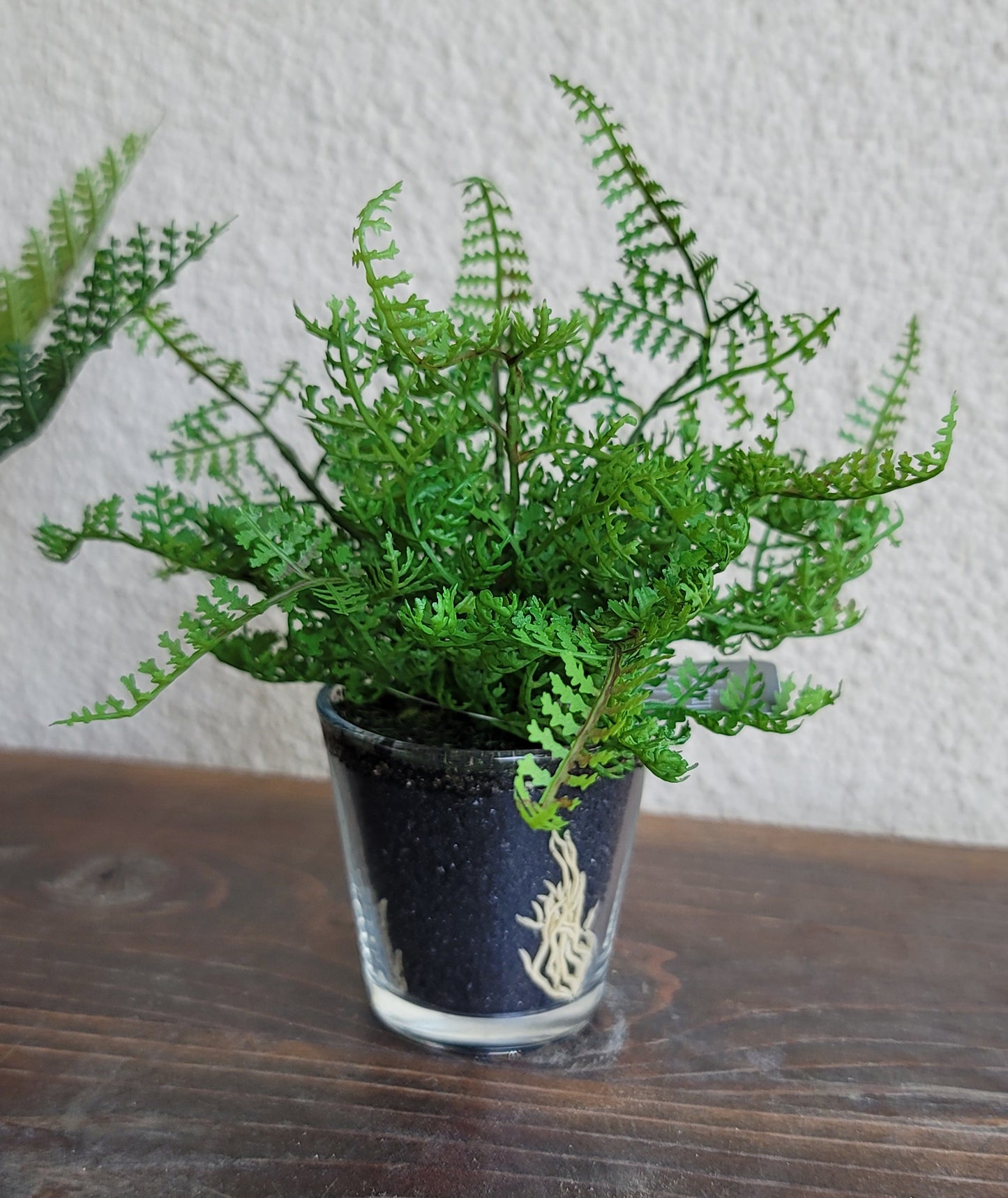 Potted Fern