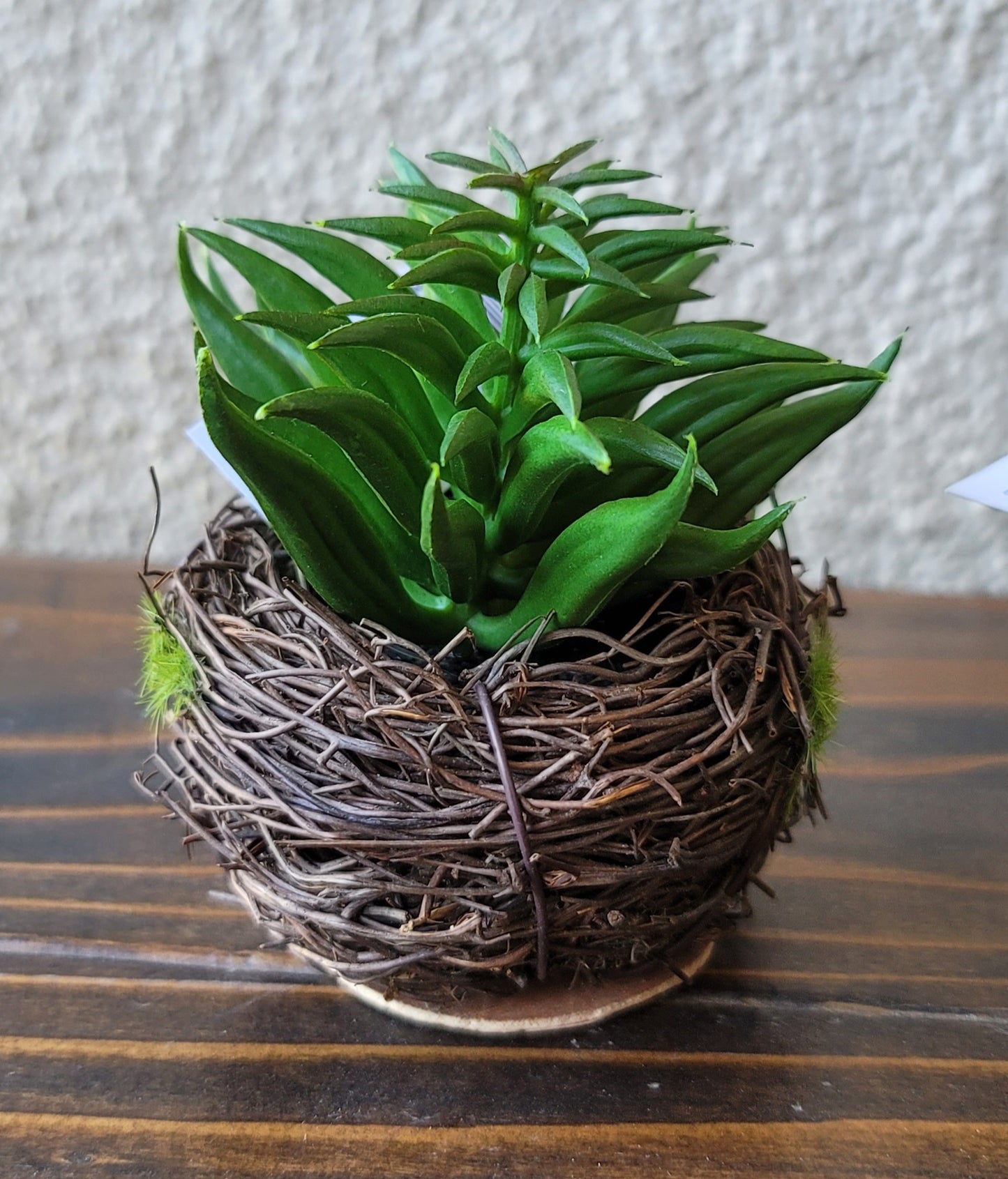 Small Succulent in Twig Pot