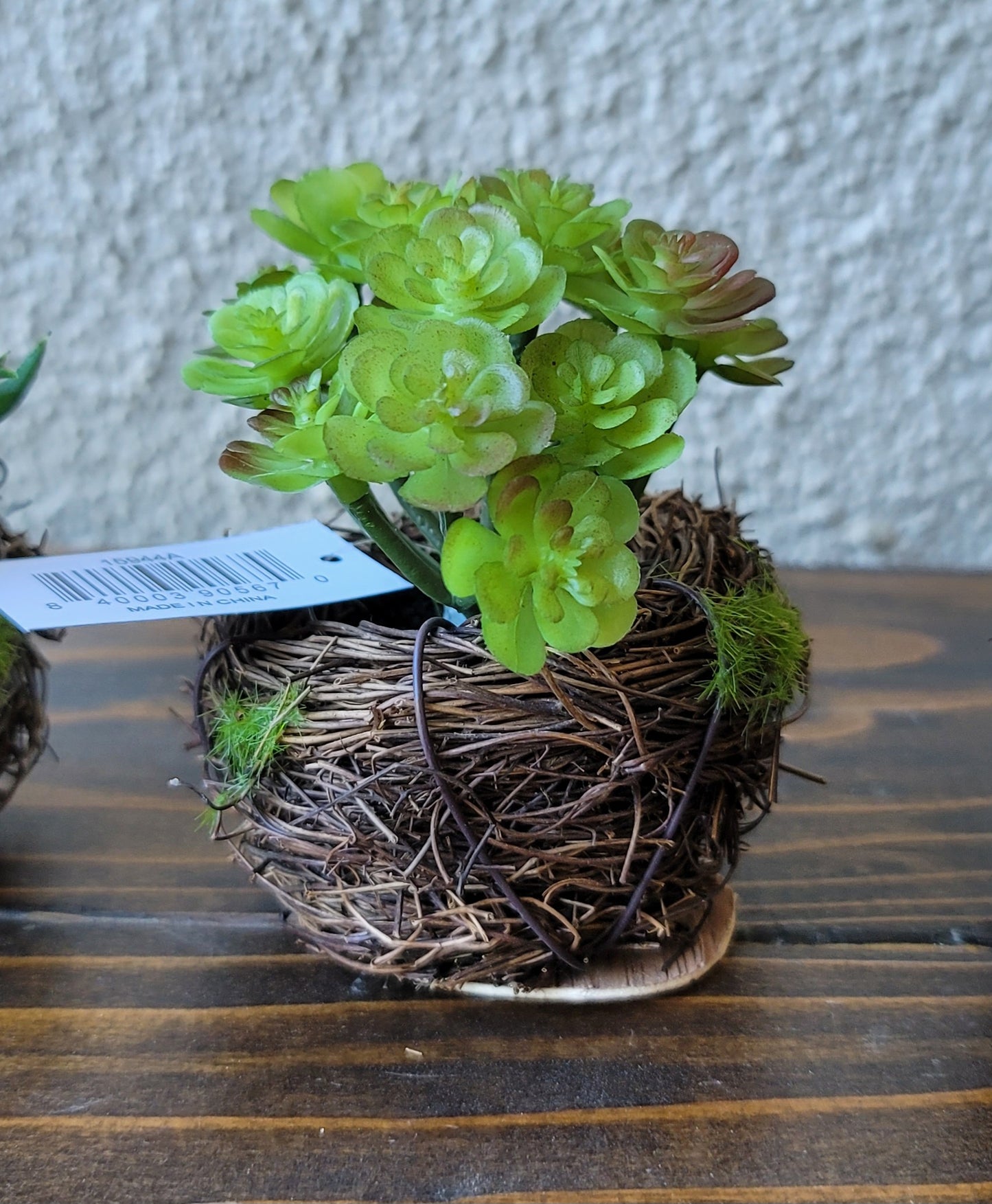 Small Succulent in Twig Pot