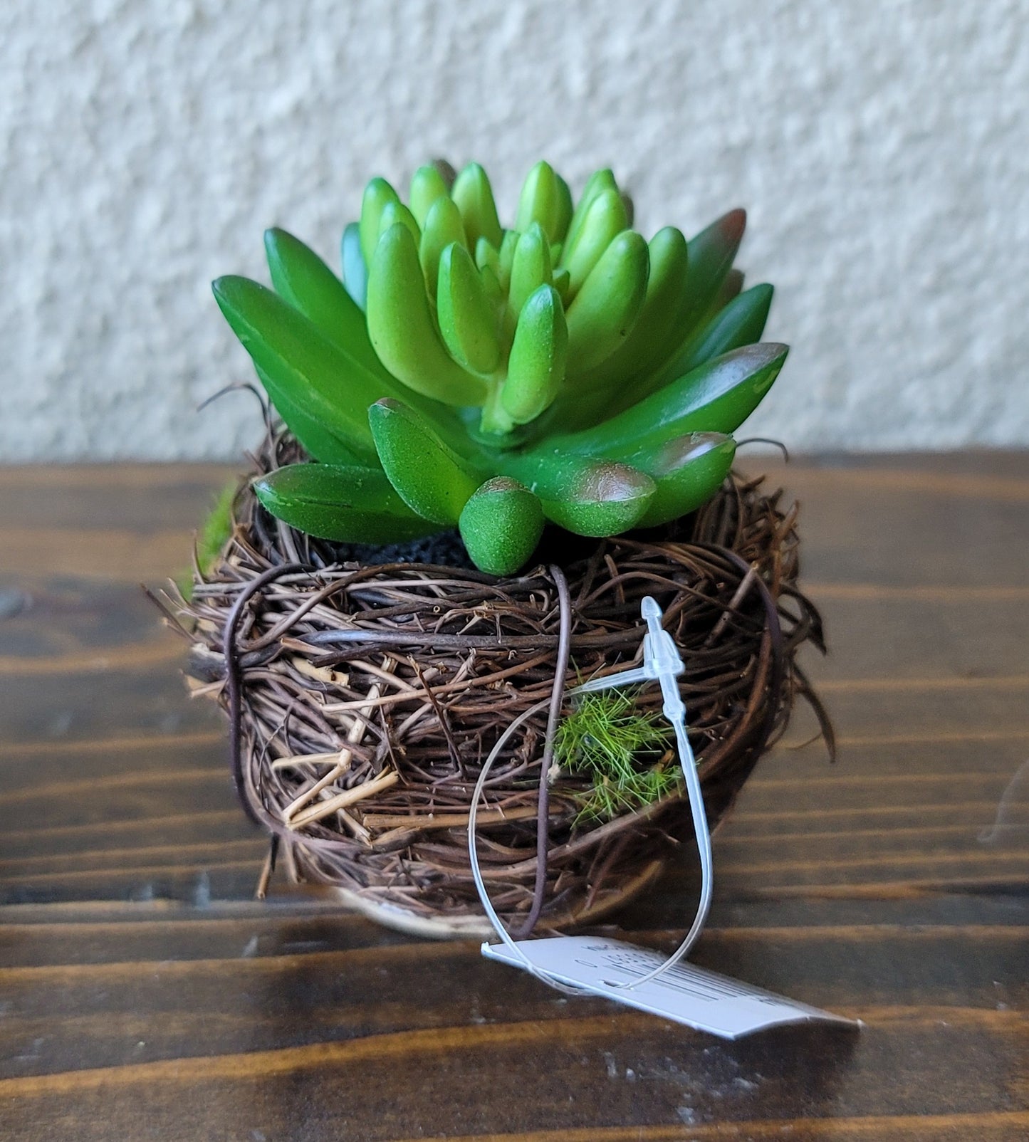 Small Succulent in Twig Pot