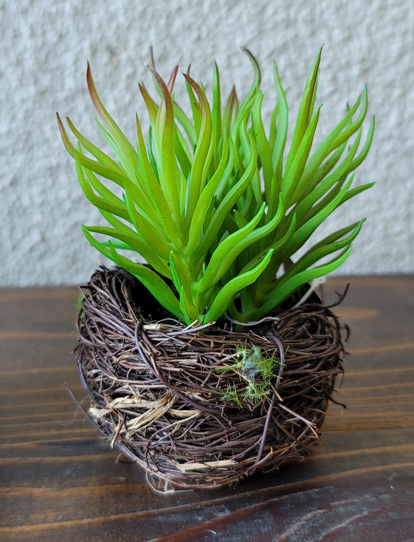 Small Succulent in Twig Pot